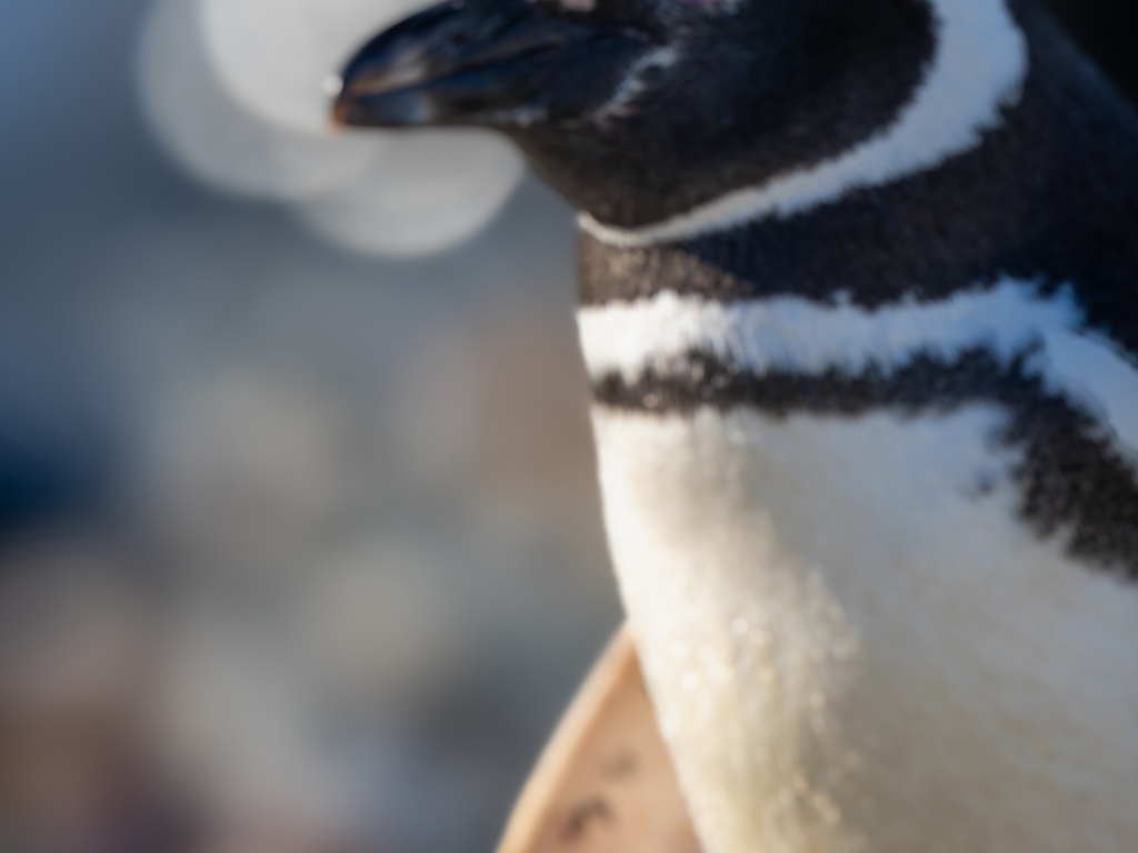 Patagonia: The Last Wilderness